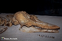 VBS_9574 - Museo Paleontologico - Asti